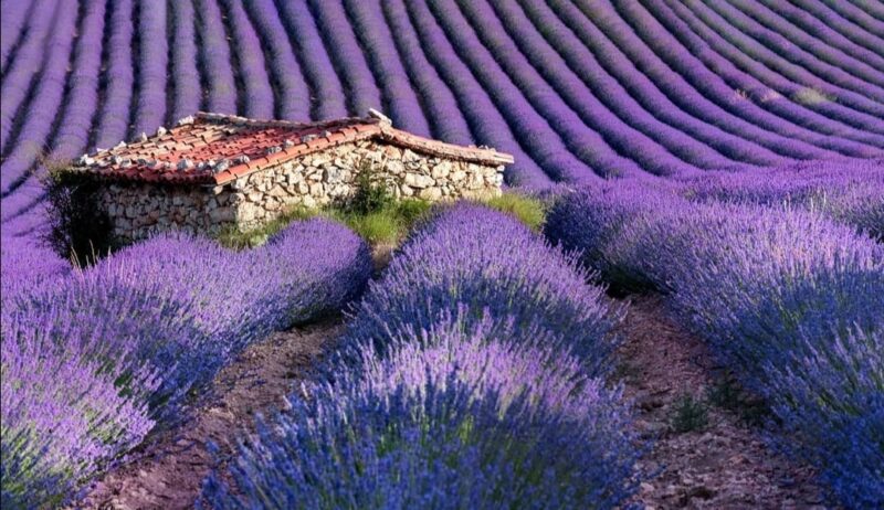 escapada a la floración lavanda