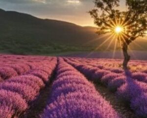 escapada floracion de la lavanda